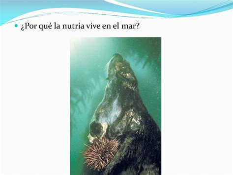 Ppt La Leyenda De La Nutria Marina Powerpoint Presentation Free