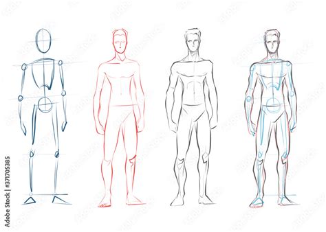 Vector Male Human Body Drawing Sketches Stock Vector Adobe Stock