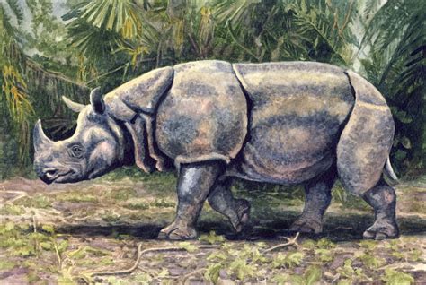 Javan Rhino by WillemSvdMerwe on DeviantArt