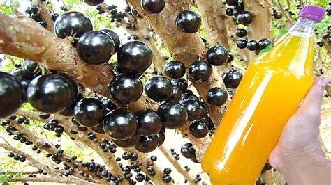 FAÇA SEU PÉ DE JABUTICABA FLORIR E PRODUZIR Receita Rápida sem Gastar