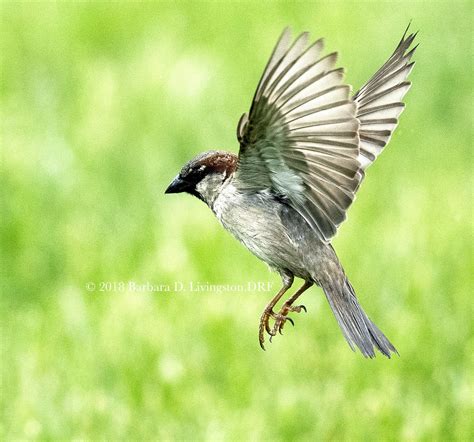 Kuruvi Bird Flying