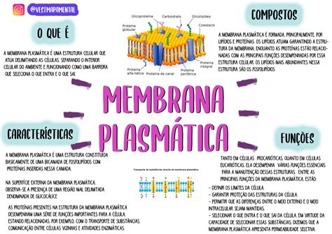 Mapa Mental Membrana Plasmatica I Biologia Molecular Images Porn Sex