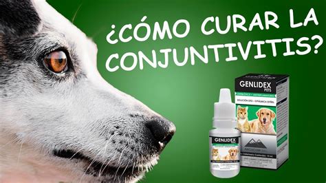 Medicamento Para CURAR CONJUNTIVITIS EN PERROS Y GATOS GENLIDEX PET