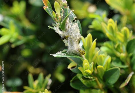 Cydalima perspectalis, the box tree moth is an invasive caterpillar of ...