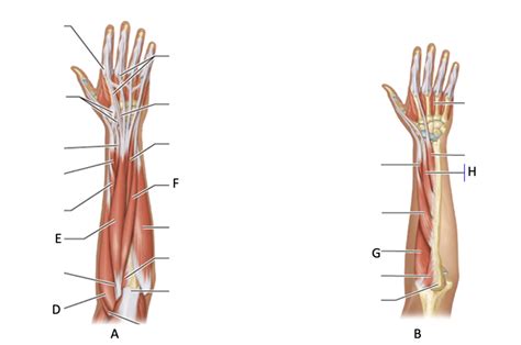 Posterior Arm Muscles Diagram Quizlet