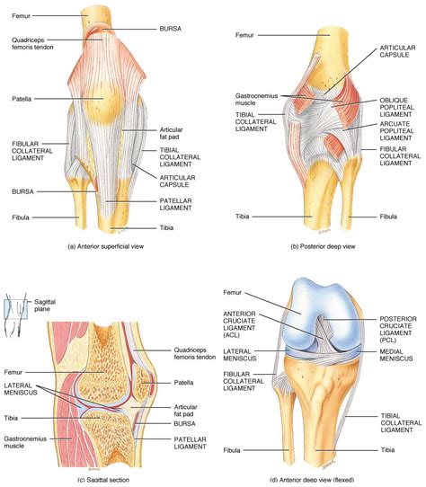 Anatomy of the knee | Ligaments and tendons, Knee joint, Anatomy of the ...