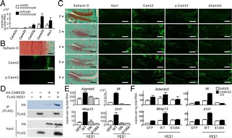 Transcription Factor Hes Modulates Osteoarthritis Development In