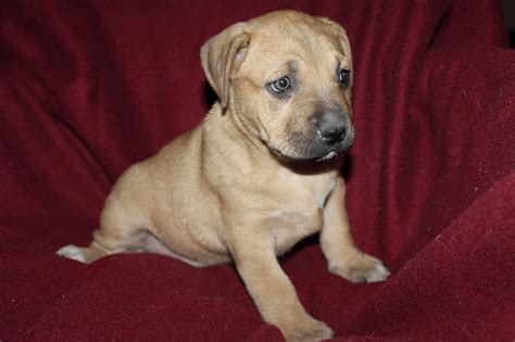 Boxer Lab Mix Puppy Pictures - Puppy And Pets