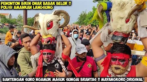 Bantengan Suro Pembuat Onar Babak Belur Jaranan Mayangkoro Original