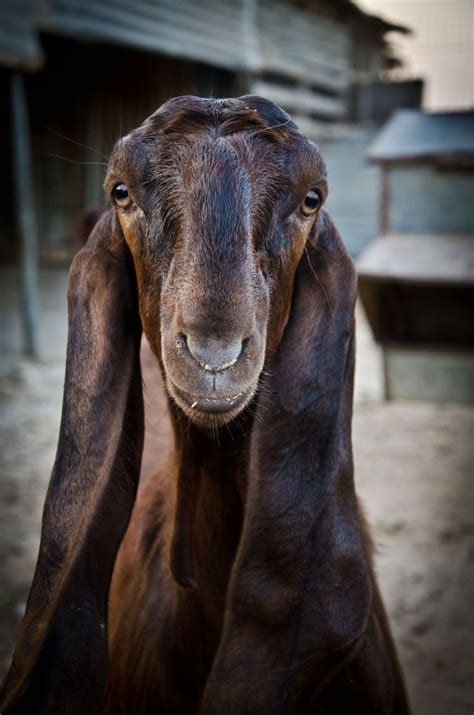 Damaascus Goat Unique Animal Long Ears Shami Goat Animals