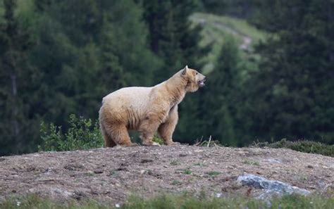 Arosa Lanciert Einen Besonderen Weltrekord Htr Ch