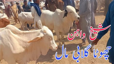 Sheikhwan Cow Mandi Chota Khobsurat Ghulabi Maal MANDIVISIT YouTube