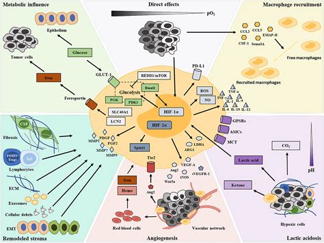 Tumor Microenvironment