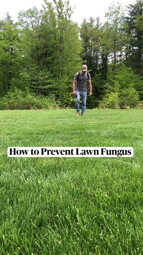 How to prevent lawn fungus – Artofit