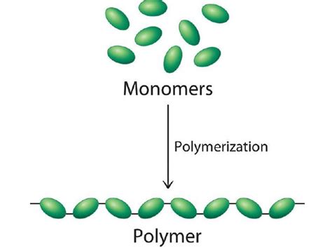 What Is A Monomer Little To Great Scientists