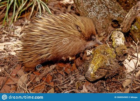 Short Beaked Echidna Stock Image Image Of Echidna Aculeatus 268554905