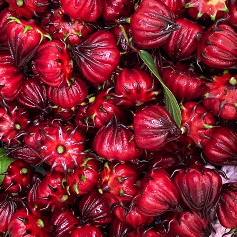 Como Cultivar Jamaica O Hibisco Para Hacer Aguas Frescas O T La