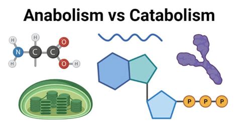 Anabolism Vs Catabolism Definition 13 Key Differences Examples