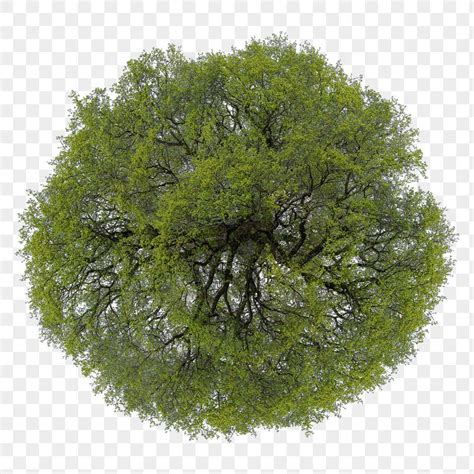 Landscape Drawings Landscape Trees Tree Plan Photoshop Tree Plan Png