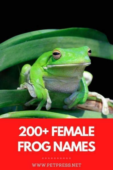 200+ Female Frog Names: The Best Names For Girl Frogs