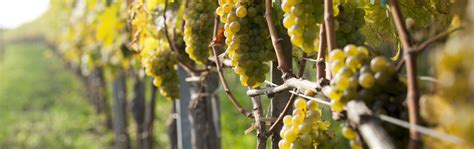 Startseite - Weingut Leth