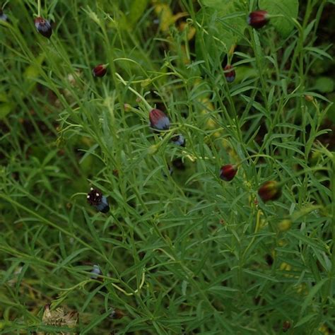 Rayon De Serre Plantes Exotiques Tropicales Ou Remarquables