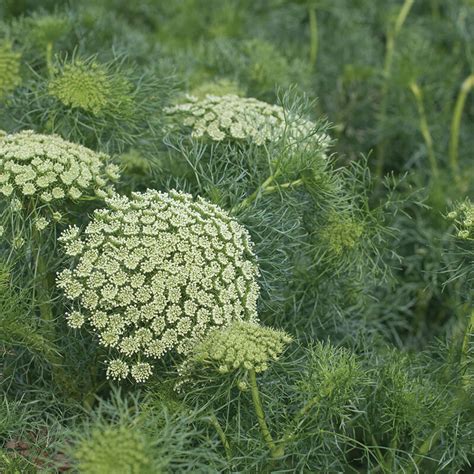 Green Mist Ammi Seed Johnnys Selected Seeds