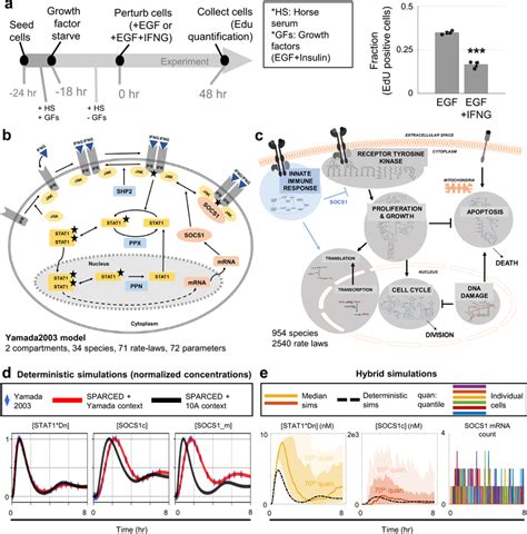 Sparced Model Is Enlarged To Include Interferon Gamma Ifnγ Signaling