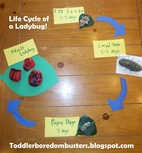 Toddler Boredom Busters: Ladybug Life Cycle