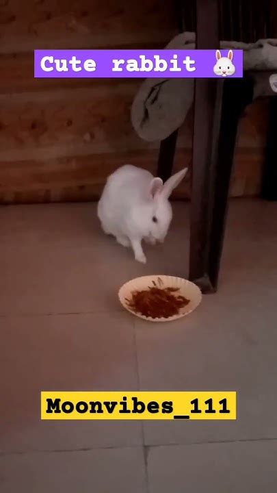 🐰 Ye Dekho Rabbit Kya Kr Rha Hai 😑 Rabbit Khane Se Phle Nakhre Krta Hai