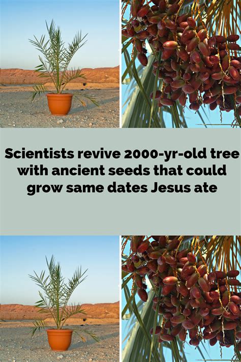 Scientists Revive Yr Old Tree With Ancient Seeds That Could Grow