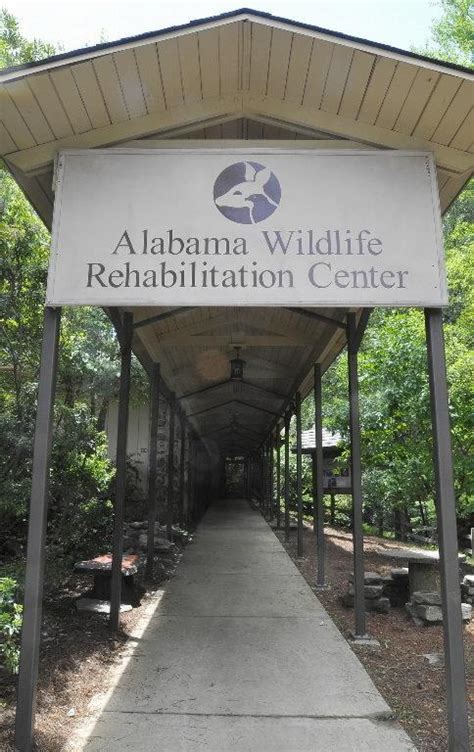 Alabama Wildlife Center Ready To Rescue Animals Harmed In Spill