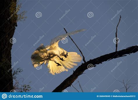 Sulphur Crested Cockatoo Cacatua Galerita Landing On A Tree Stock