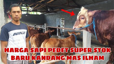 Harga Sapi Pedet Super Stok Baru Kandang Mas Ilham Youtube