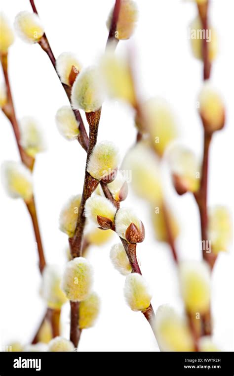 Spring Easter Pussy Willow Branches Isolated On White Background Stock Photo Alamy