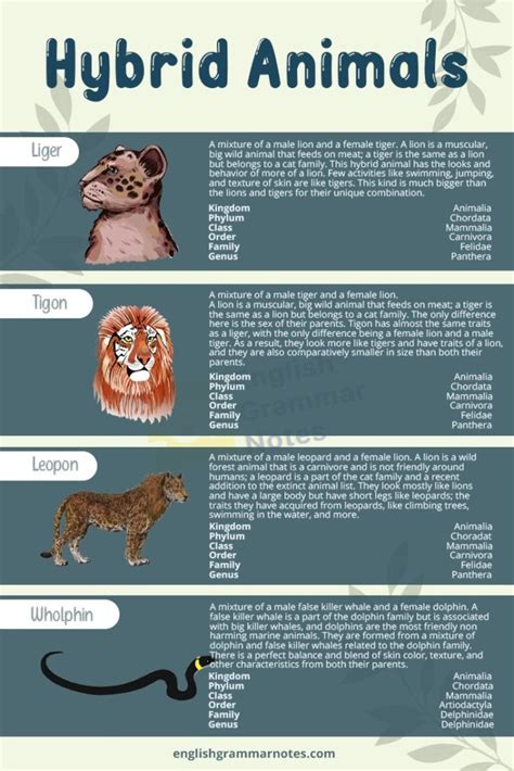 Hybrid Animals List Of Hybrid Animals With Description English