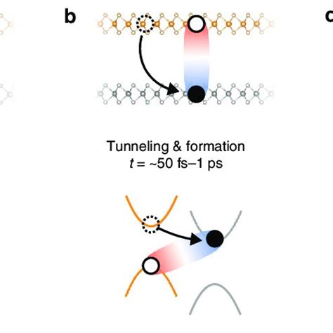 Illustration Of Interlayer Exciton Formation And Relaxation In