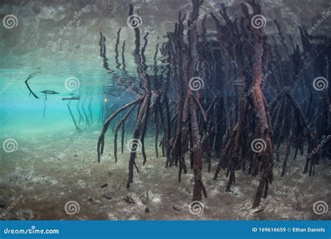 Mangrove Prop Roots In Raja Ampat Stock Image Image Of Coral Fish