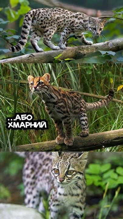 НОВИЙ вид тигрових кішок 💫🐈 - YouTube
