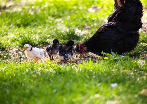 A Hen A Brood Hen With Chickens Stock Photo Image Of Chicks Young