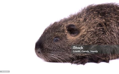 Baby Nutria Isolated On White Background One Brown Coypu Isolated Stock