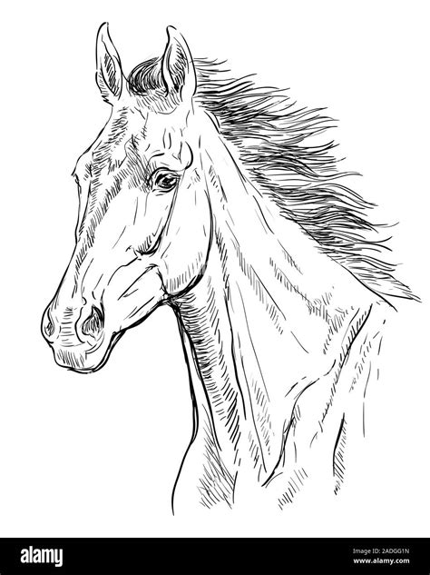 Hand drawing horse portrait. Horse head with long mane in black color ...