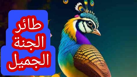 أجمل طائر في العالم طائر الجنة Youtube