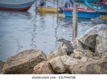 Water Monitor Lizard Stock Photo 1317944768 | Shutterstock