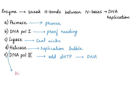 Solved Enzyme Used To Break Hydrogen Bonds Between Nitrogenous Bases