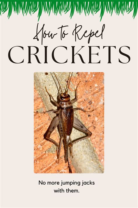 How To Get Rid Of Crickets From Your Home And Garden