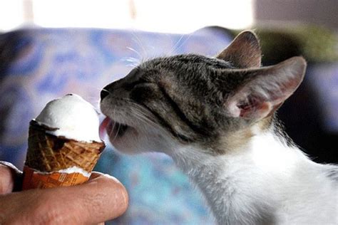 39 Cats Eating Ice Cream | Cats, Eating ice cream, Kitten