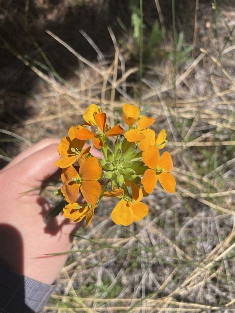 Western Wallflower From Arapaho Roosevelt National Forests Pawnee