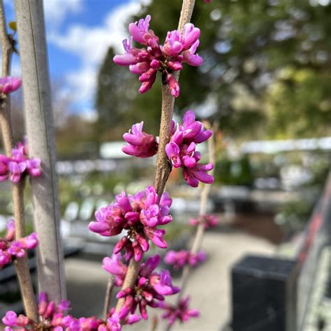 Cercis Chinensis Don Egolf Find Haveplanter