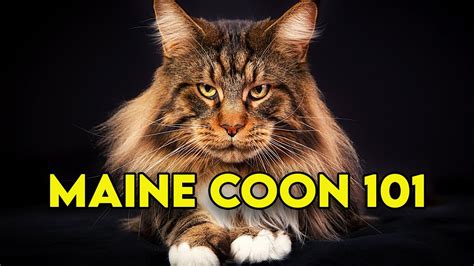 Maine Coon Cat 101 – Watch This Before Getting One (Full Guide ...